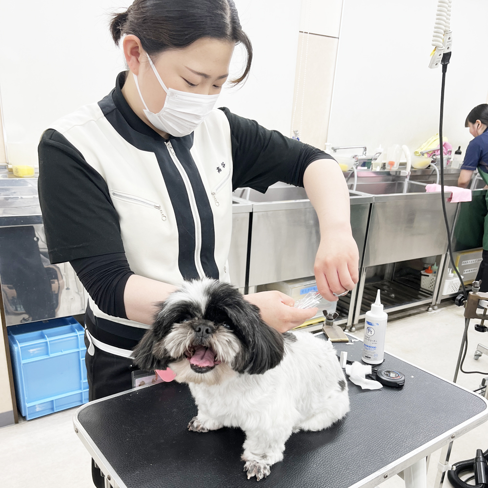 お客様の愛犬をトリミング！①